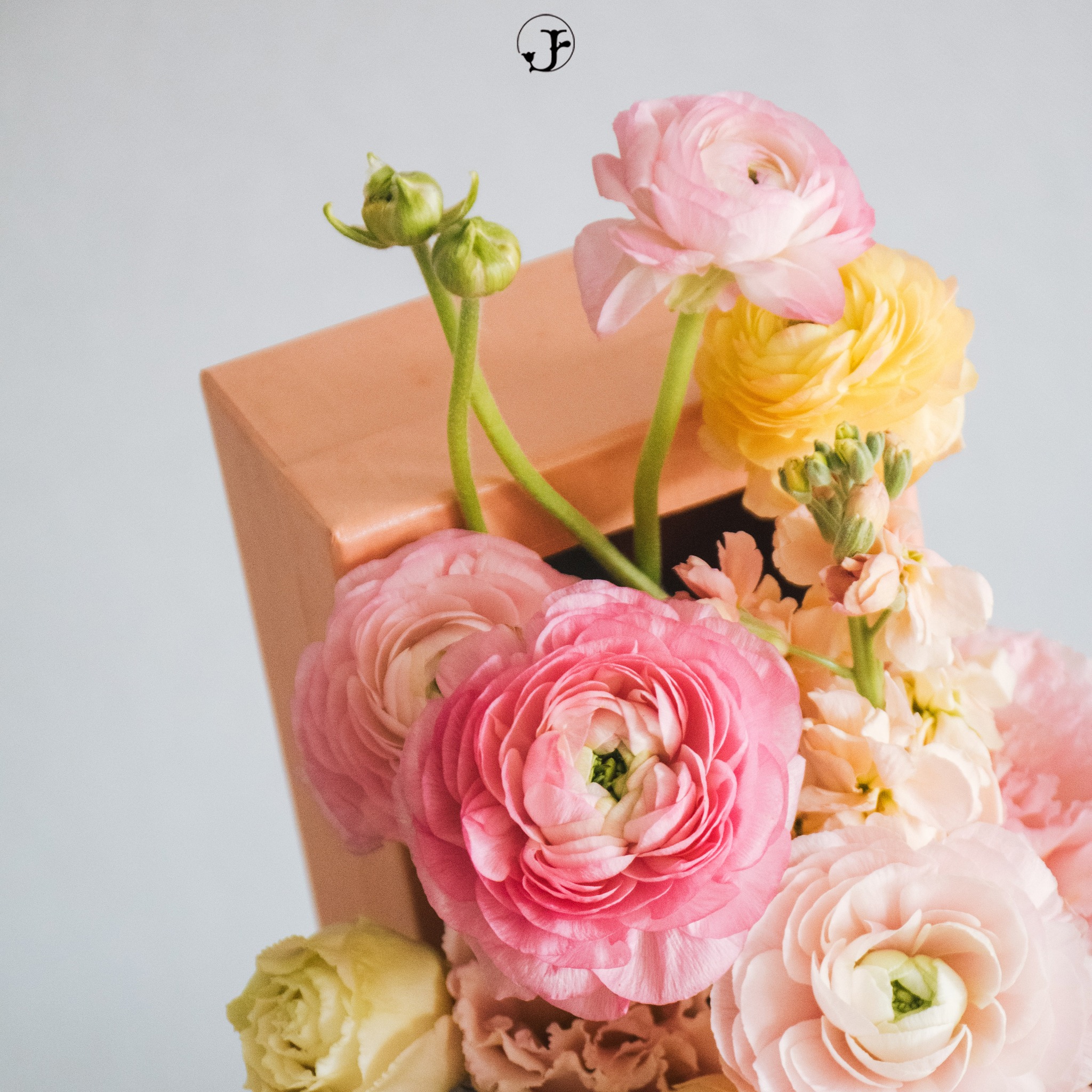Pink ranunculus close up